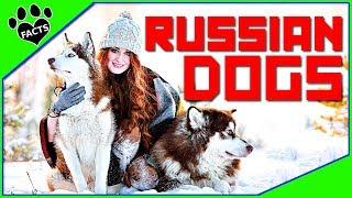 Top 10 Russian Dog Breeds - From Military to Lap Dogs 101