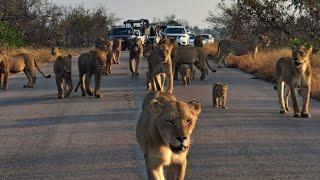 Biggest roadblock in Africa. Kruger National Park
