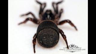 Unboxing a 'Oreo Cookie' spider