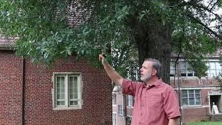 Water oak (Quercus nigra) - Plant Identification