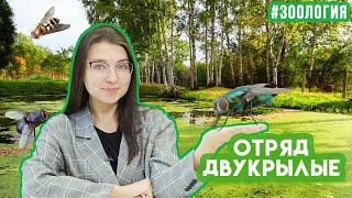 Двукрылые | Зоология #13 | ЕГЭ БИОЛОГИЯ