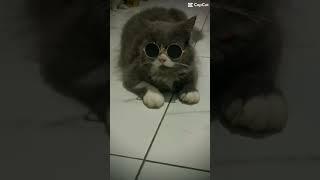 Chiko si tampan #kucing #kucingindonesia #kucinglucu