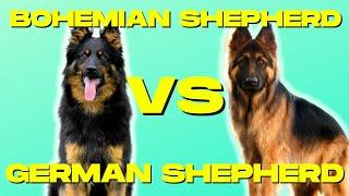 Bohemian Shepherd VS German Shepherd - Compare and Contrast