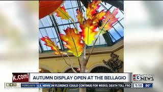 Fall display at Bellagio