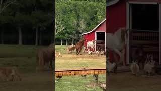 horses, goats, emus OH My