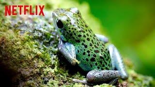 Poison Dart Frogs  Life in Color with David Attenborough | Netflix After School