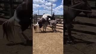 Cross breeding horses and donkeys. beautiful  super babies after