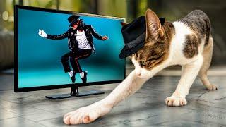 Cat's Magical Moonwalk: Breaking It Down MJ Style!