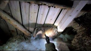 Mäyräjahti / Badgerhunting