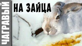 Охота на зайца с капканом | мое новое видео | Russian crazy trapping rabbit