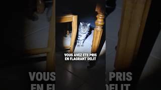 Des bruits étranges toutes les nuits... Paranormal ?! #humour #shortswithzita