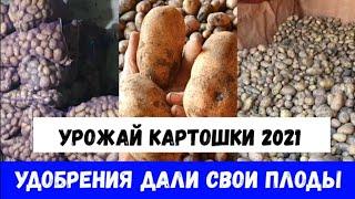 Каптопля 2021. Уборка урожая картофеля. Удобрения и правильный уход дали результат.