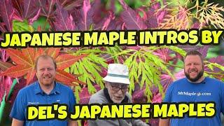 Del Loucks Nursery - Japanese Maple Introductions ~ Saturday Showcase