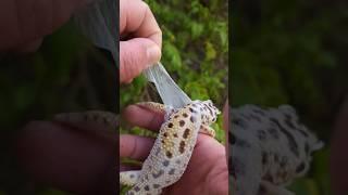 Helping your Leopard Gecko shed 