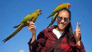Red Fronted Macaw Free Flight (The Smallest of the Big Macaws) | Shanice + Kona