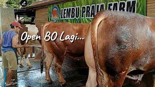 Beli Sapi Qurban Jumbo 2025 Lebih Ringan‼️