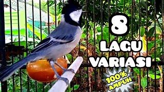 Gelatik batu gacor wucit 8 variasi. Great tit. Singing birds. Parus Major. 大山雀. กระจอก