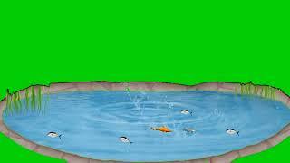 Fish pool In green screen | No copyright