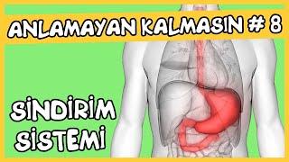 Anlamayan Kalmasın #8 Sindirim Sistemi