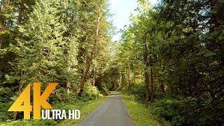 4K Snoqualmie Forest Walk - Virtual Hike Video with Nature Sounds - 10Bit Color