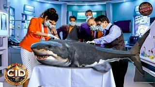 कैसे Team CID सुलझाएगी इस Shark की Unsolved Mystery ? | Best of CID | Latest New Episode