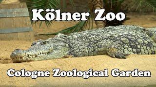 Cologne Zoological Garden, Germany, kölner Zoo, Deutschland  4K HDR