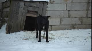 big black angry dog barks agains the kennel winter