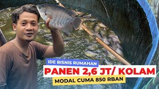 PELUANG BISNIS! Untung JUTAAN dari Budidaya Pembesaran Ikan Gurame di Kolam Terpal