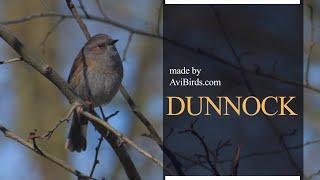 Dunnock [Prunella Modularis]