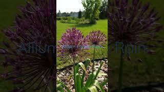 Allium Purple Rain Декоративный лук #бодровцветовод #allium