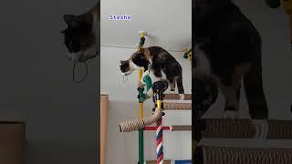 #cat #short Stesha  #stesha #виделивидео #laik #стеша #stesha_evgesha #rec #