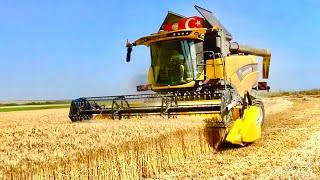 BUĞDAY HASADINDA SONA DOĞRU | NEW HOLLAND CX6.80 vs FENDT 716 vs 516