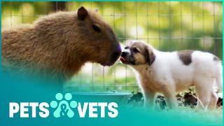 Puppies Fall In Love With A Capybara | Animal Odd Couples | Pets & Vets