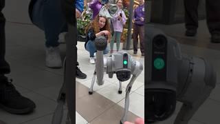 Собака-робот Go2 Voice GP которая не бывает кусачей встретил в ТЦ