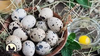 Sa koliko jaja od japanske prepelice se leče razne bolesti?