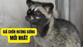 Giá Chồn Hương Giống Mới Nhất Tại | Trại Giống Đông Sơn