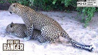 Leopard Lovers Up Close: Get Wild With These Majestic Creatures