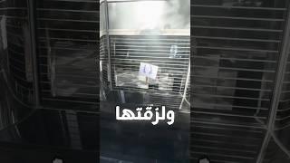 متابع اتحداني ارسمه و لصق صورته عالبرج خليفة