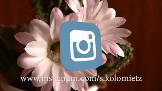 instagram logo chroma key green screen animation free