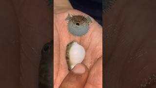 Puffer fish  leli #pufferfish #aquarium #petfish #petsvlog #puffer #aquariumfish #pets #mollyfish