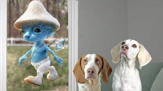 Dogs vs Smurf Cat In Real Life: Funny Dogs Maymo & Friends