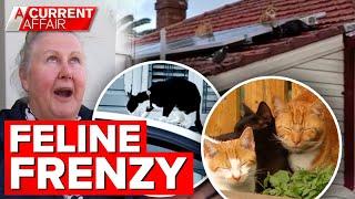 Residents fed up at stench of neighbourhood as street is overrun by cats | A Current Affair