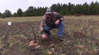 How to Trap Pocket Gophers