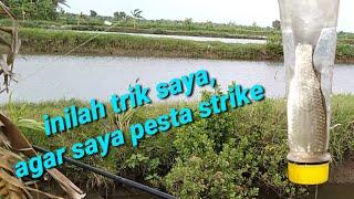 tips dan trik mancing ikan belanak,  menggunakan botol.