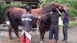 KUMPULAN SAPI QURBAN RAKSASA SABARUDIN FARM 