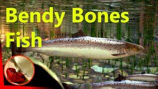 How to Rig a Fish in Blender Using Bendy Bones