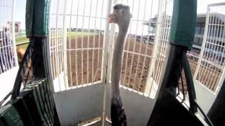 Helmet Cam Ostrich Race at Canterbury Park with Jockey Denny Velazquez