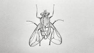 How to draw a house fly step by step