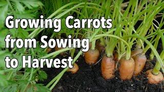 Growing Carrots from Sowing to Harvest
