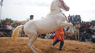 Marwari Horse Dance Video || Ghoda Nacha || Indian Horse Dance || Ghode ka Nach || Dancing Horse